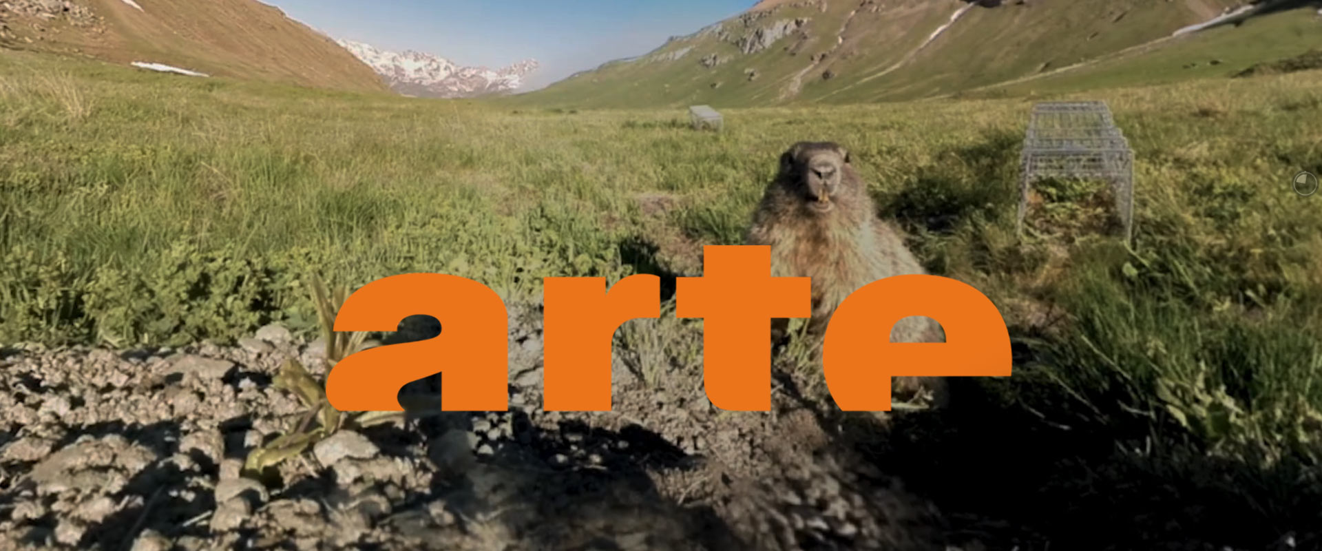 Film marmottes pour Arte