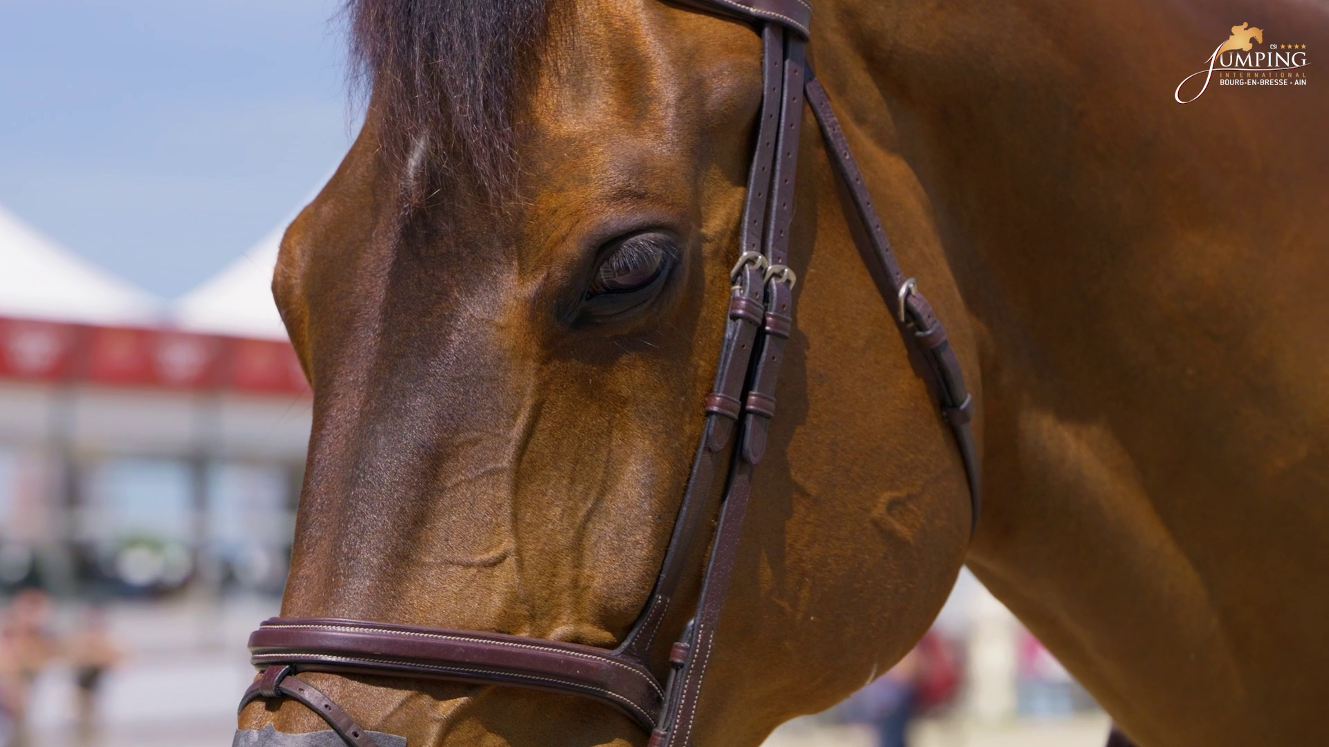 gros plan sur une tete de cheval